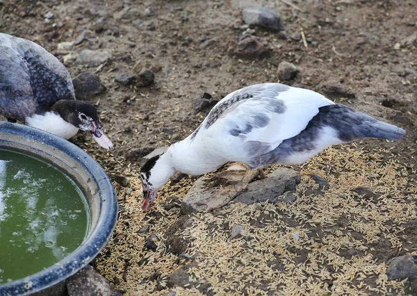 Un pato blanco en el suelo — Foto de Stock