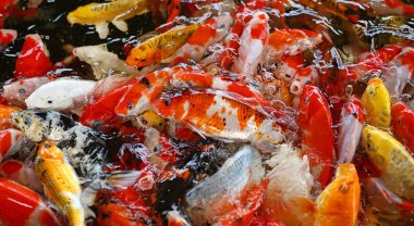 peces de estanque multicolor 