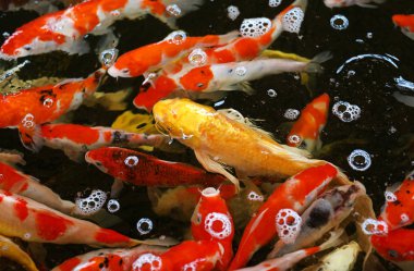 peces de estanque multicolor 