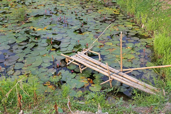Lotusdamm och liten bambu trä bro — Stockfoto