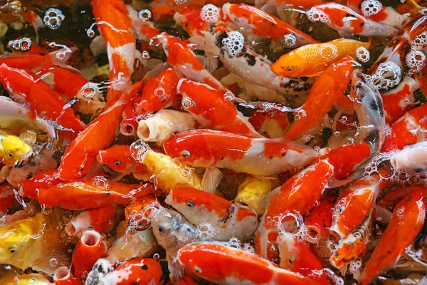 Colorido pescado de carpa de lujo, peces koi —  Fotos de Stock
