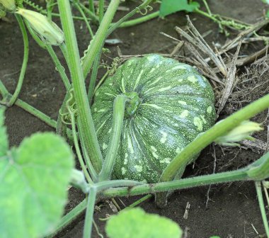 Yaz aylarında bahçede büyüyen balkabağı. Bahçede yetiştirilen genç balkabağı. Tayland alanında taze organik kabak