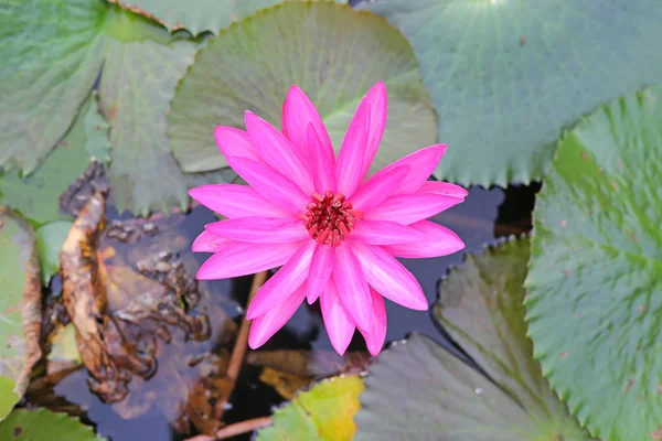 Flores de lótus rosa ou flores de lírio de água florescendo na lagoa — Fotografia de Stock