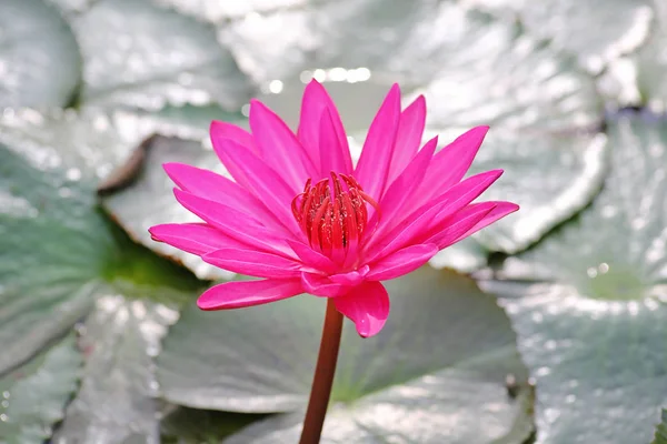 Pembe lotus çiçeği veya gölette çiçek açmış nilüfer çiçekleri — Stok fotoğraf