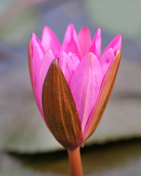 Pembe lotus çiçeği veya gölette çiçek açmış nilüfer çiçekleri — Stok fotoğraf