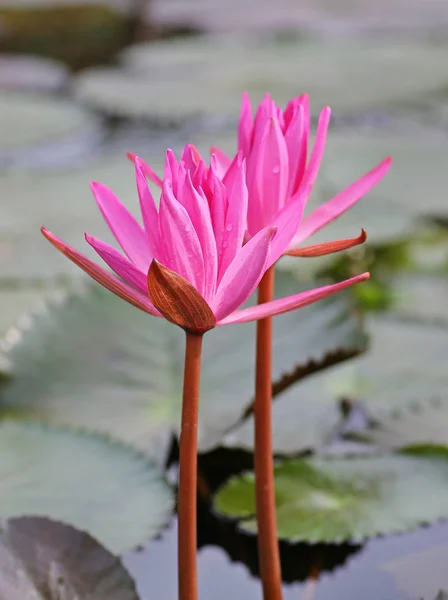 Roze lotus blossoms of water lily bloemen bloeien in de vijver — Stockfoto