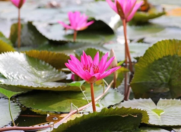 Pink lotus blossoms or water lily flowers blooming in pond — Stock Photo, Image