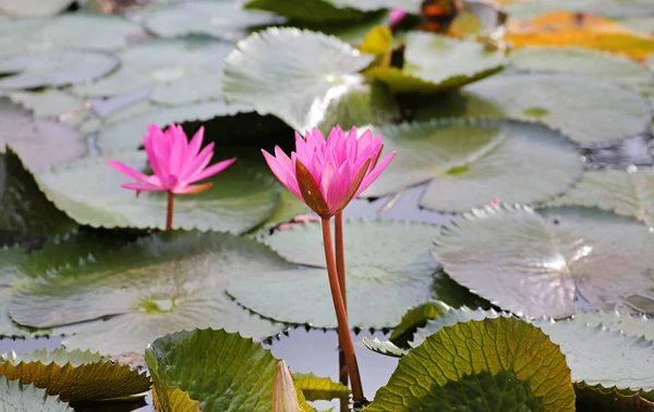 Pink lotus blossoms or water lily flowers blooming in pond — Stock Photo, Image