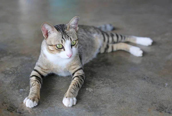 Gato listrado deitado no chão de cimento — Fotografia de Stock