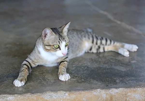 Gestreepte kat liggend op grond van cement — Stockfoto