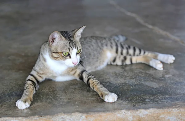 Csíkos macska cement földön — Stock Fotó
