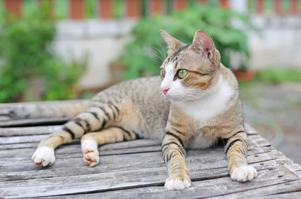 Gato listrado deitado na mesa de madeira — Fotografia de Stock