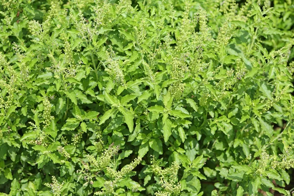 Feuilles de basilic frais herbes et ingrédients alimentaires — Photo