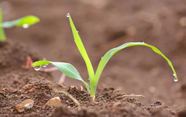 Young corn seedling — Stock Photo, Image