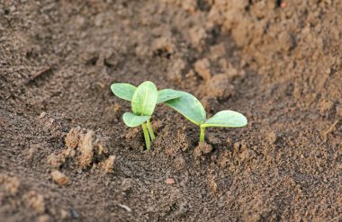 Dikim yılında genç kabak lahanası