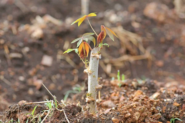 Closeup nova árvore de mandioca estão crescendo — Fotografia de Stock
