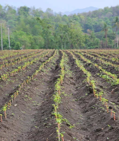 Pequeno campo de mandioca ou tapioca, terra de fazenda de mandioca — Fotografia de Stock