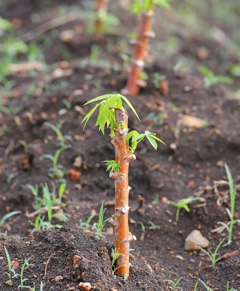 Rosną nowe drzewo maniok zbliżenie — Zdjęcie stockowe