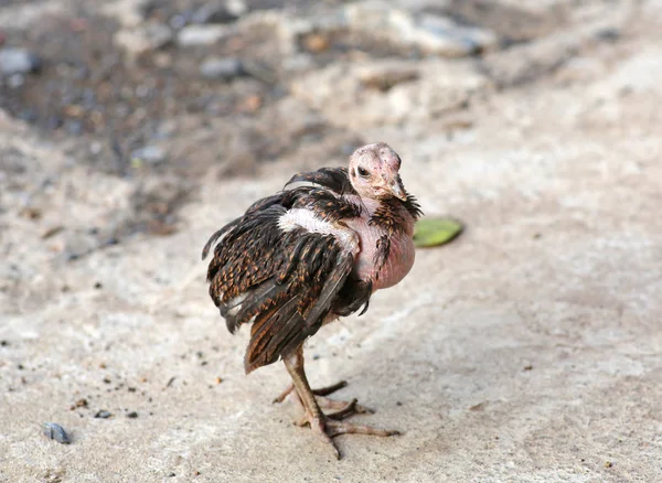Pena cair pouco frango, Doença de frango — Fotografia de Stock
