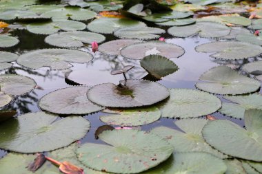Lotus gölet. Orada bir sürü lotus yaprakları