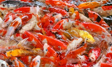 Koi balık gölet üzerinde yüzmek