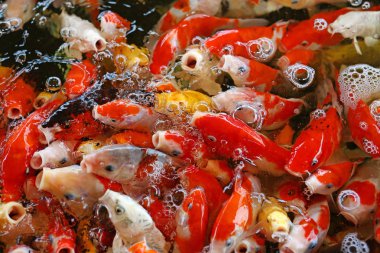 Koi balık gölet üzerinde yüzmek