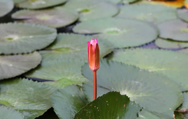 Piękny kwiat lotosu Bud w wodzie — Zdjęcie stockowe