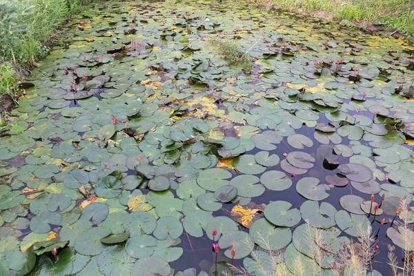 蓮の池。蓮の葉が多い — ストック写真