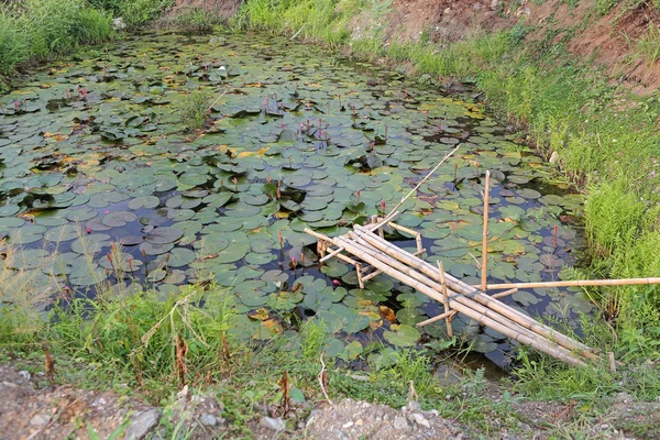 蓮の池と古い小さな竹木製橋 — ストック写真