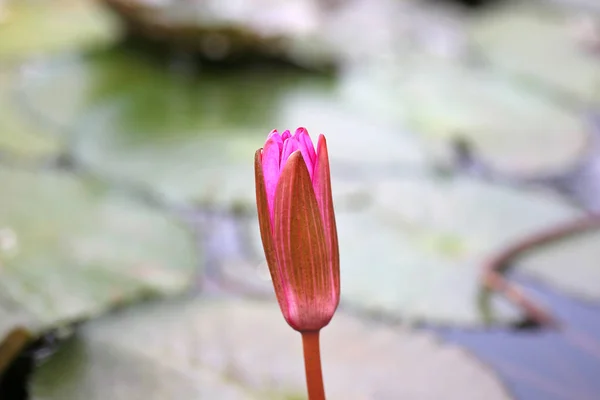 Vacker knopp lotusblomma i vatten — Stockfoto