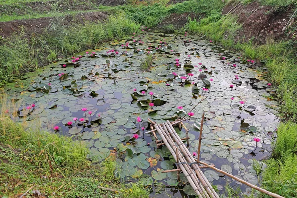 蓮の池と古い小さな竹木製橋 — ストック写真