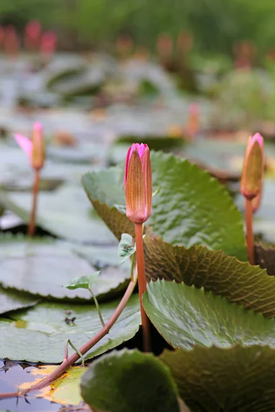 Hermosa flor de loto Bud en agua —  Fotos de Stock