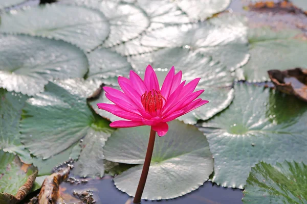 Fiori di loto rosa o fiori di ninfee che sbocciano nello stagno — Foto Stock