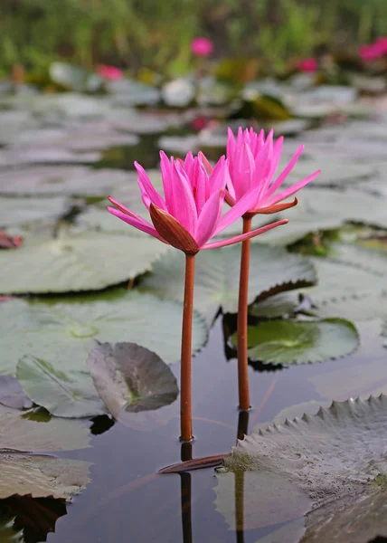 Fleurs de lotus rose ou fleurs de nénuphar fleurissant dans l'étang — Photo