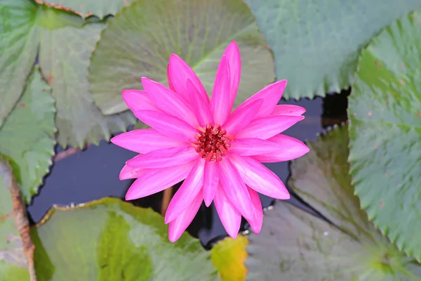 Flores de loto rosa o flores de lirio de agua que florecen en el estanque —  Fotos de Stock