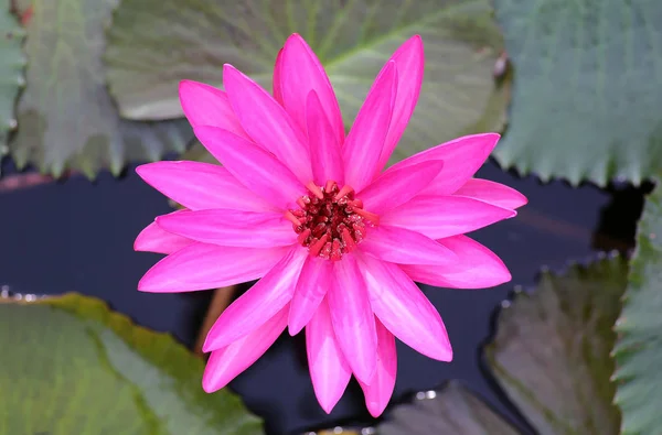 Flores de loto rosa o flores de lirio de agua que florecen en el estanque —  Fotos de Stock