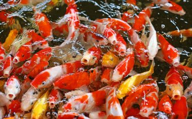 Birlikte yemek için rekabet kalabalık Koi carps