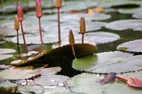 Hermosa flor de loto Bud en agua —  Fotos de Stock