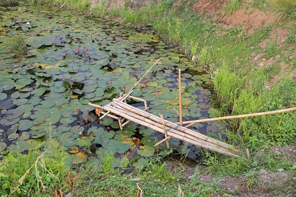 蓮の池と古い小さな竹木製橋 — ストック写真