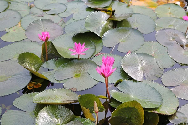 Rosafarbene Lotusblüten oder Seerosenblüten, die im Teich blühen — Stockfoto