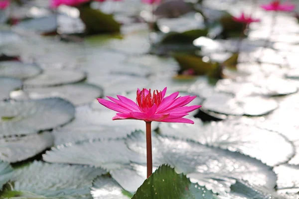 Fiori di loto rosa o fiori di ninfee che sbocciano nello stagno — Foto Stock