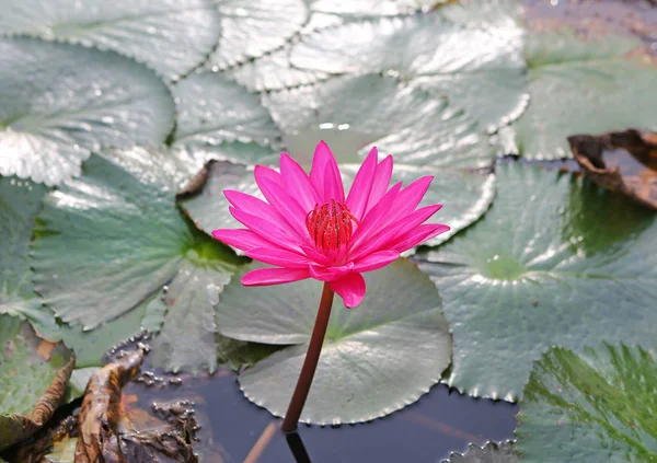 Pink lotus blossoms or water lily flowers blooming in pond — Stock Photo, Image