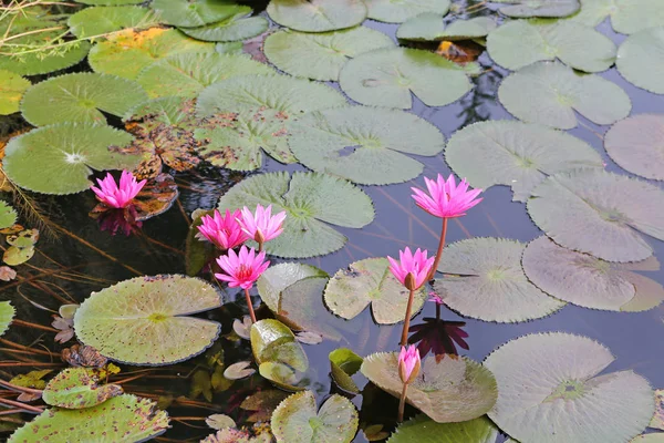 Pink lotus blossoms or water lily flowers blooming in pond — Stock Photo, Image