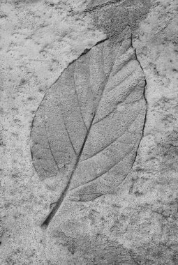 Black and white of Leaf on cement texture background clipart