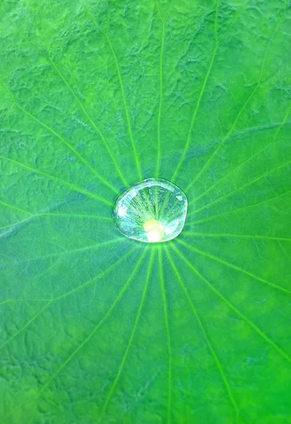 Капля воды на листке лотоса — стоковое фото