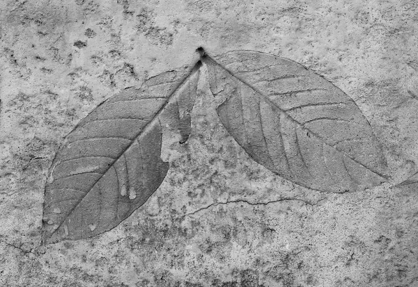 Black and white of Leaf on cement texture background — Stock Photo, Image