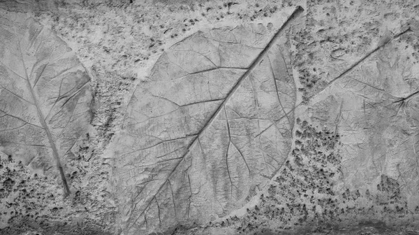 Чорно-біле листя на фоні текстури цементу — стокове фото