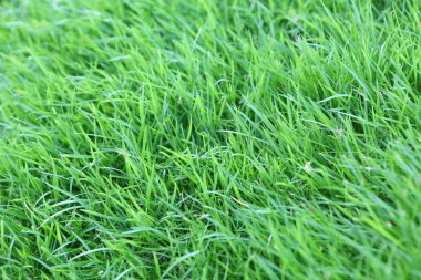 yeşil çimen dokusu arkaplanı