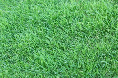 yeşil çimen dokusu arkaplanı