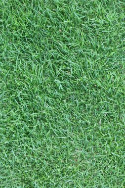 yeşil çimen dokusu arkaplanı